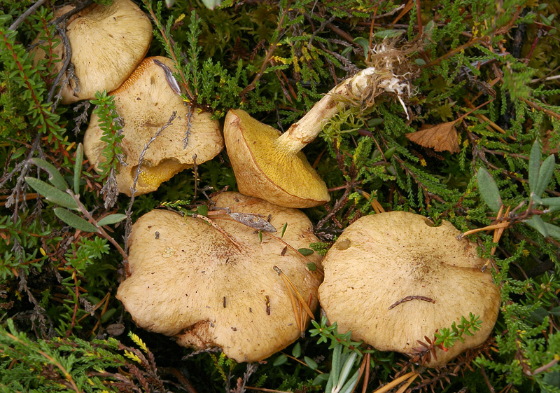 Suillus flavidus